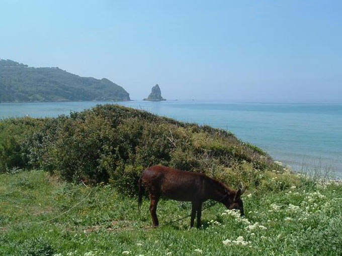 Agios-Gordios-Essel